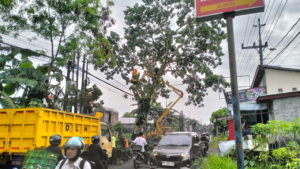pemangkasan pohon mahoni di beberapa titik sepanjang jalan Besi-Jangkang