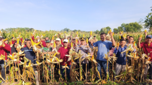 Panen Raya Jagung TKD Sukoharjo Dukung Program Ketahanan Pangan Kalurahan